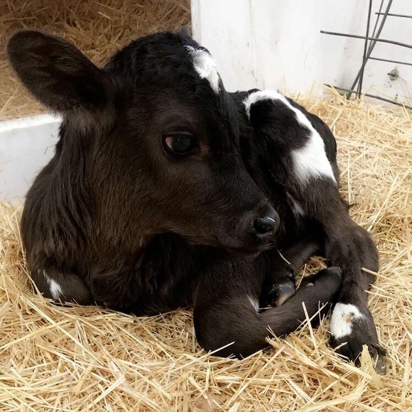 Meet your Posher, Sierra - Picture 1 of 1